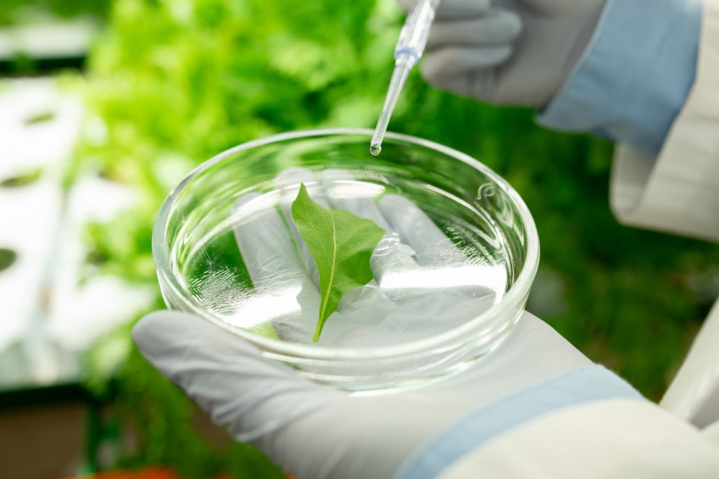 Gloved hands of researcher dropping liquid substance on green leaf in petri dish